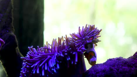 a fish swimming around in between the coral in a fish tank