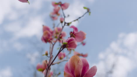 closeup pink flowers blossoming against blue sky clouds. small pink flowers