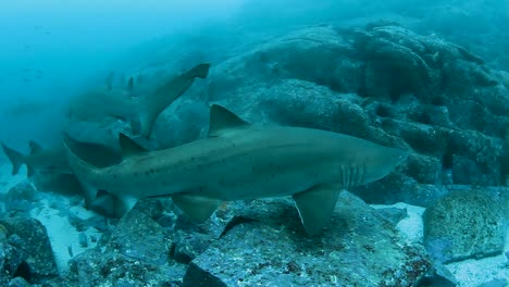 A-large-congregation-of-a-protected-species-of-Grey-Nurse-Sharks-gathering-in-a-marine-park-of-the-coast-of-Australia