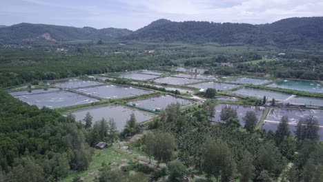 aerial view of wet farmlands in rural scenery in phuket, thailand