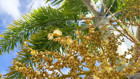 areca palm tree with nuts in sunlight