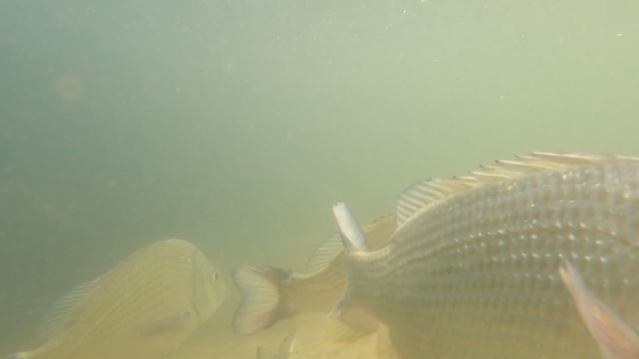 물고기가 흐릿한 물에서 수영하고 상호 작용합니다.