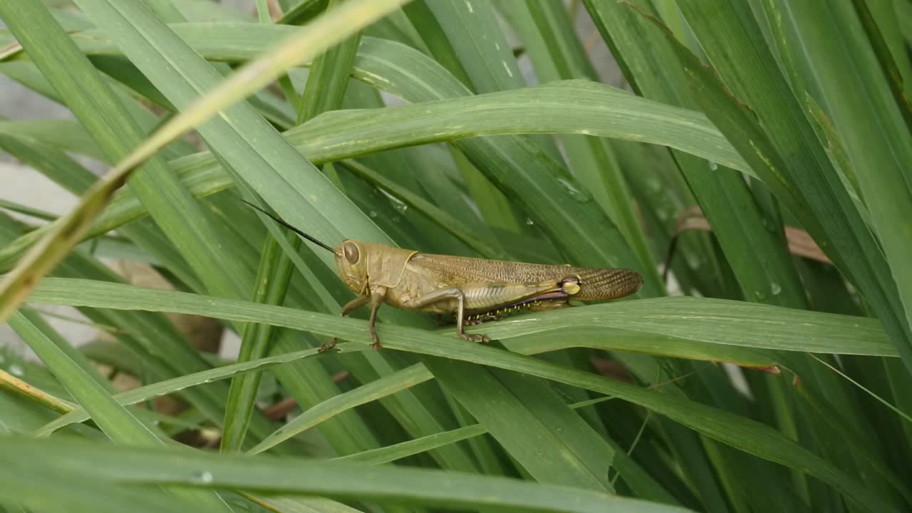 메뚜기 클로즈업 비디오, 나뭇잎에 앉아 있는 녹색 메뚜기