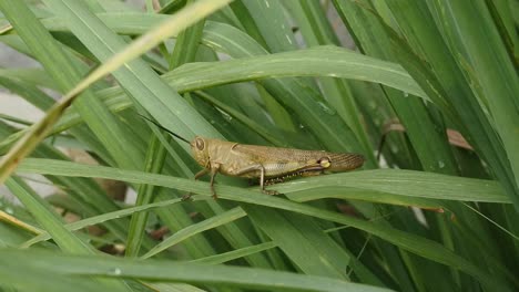 video de cierre de saltamontes, saltamontes verde sentado en la hoja