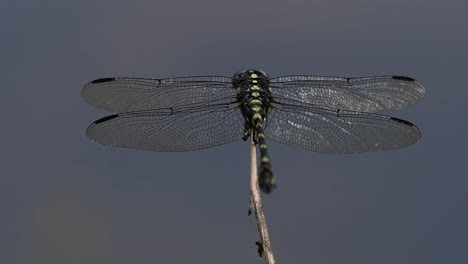 the common flangetail dragonfly is commonly seen in thailand and asia