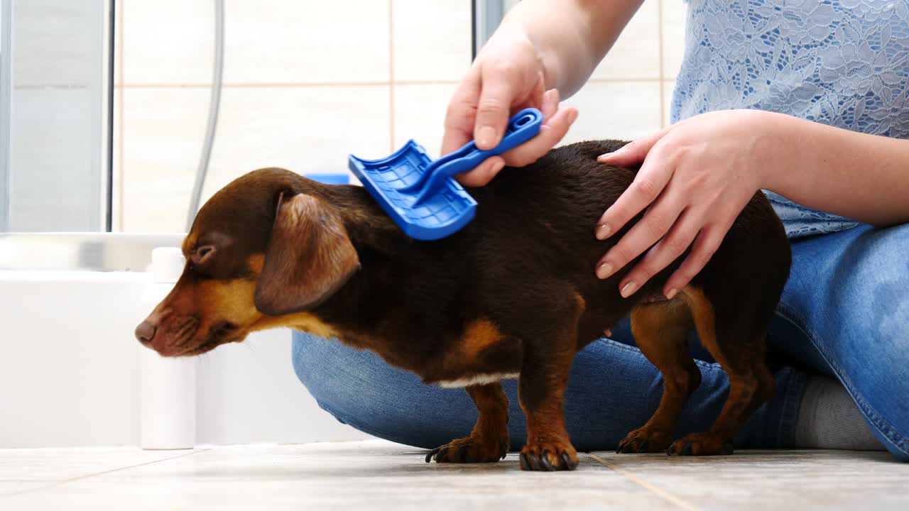 을 는 동안 개 를 돌보는 여자