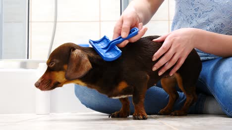 mujer cuidando al perro mientras peina