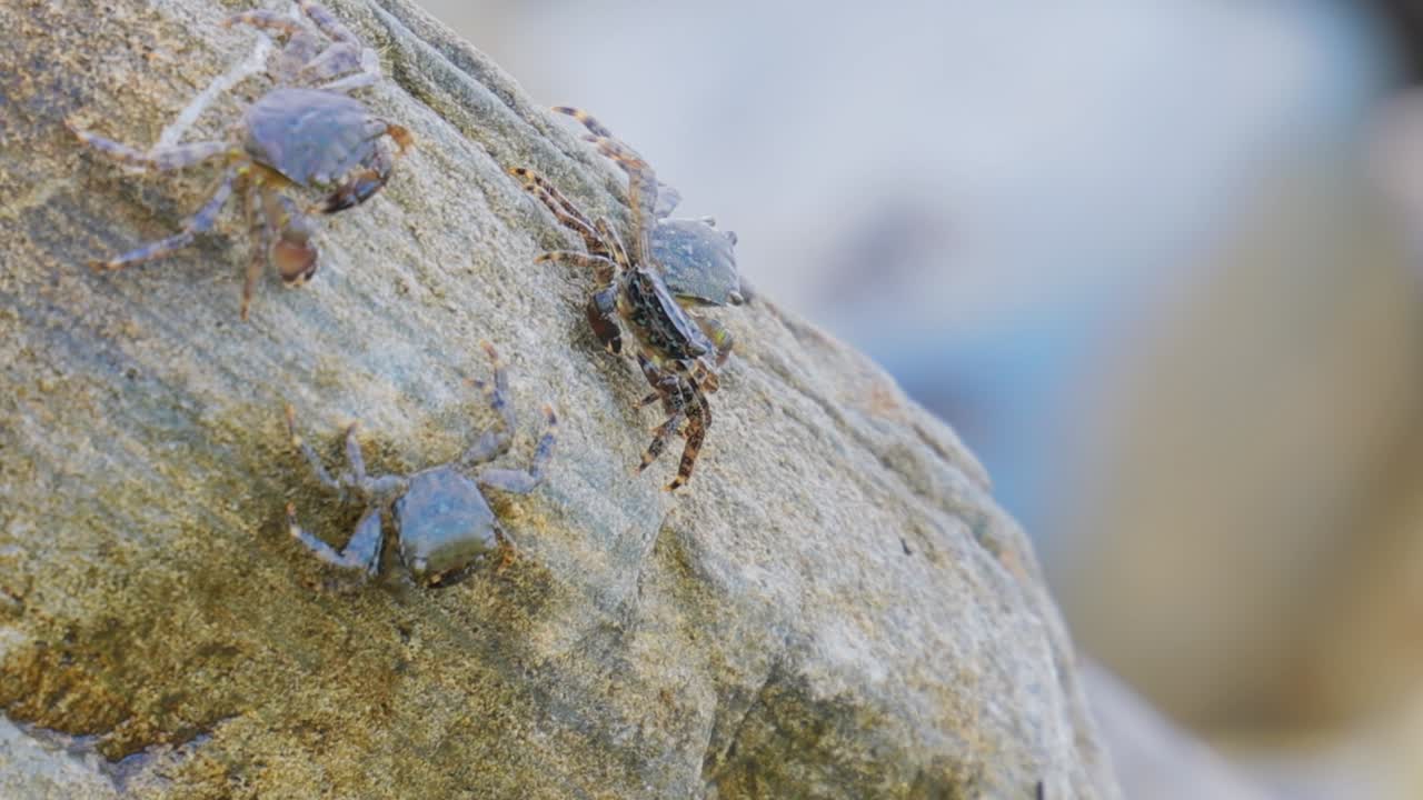 pachygrapsus marmoratus es una especie de cangrejo, a veces llamado cangrejo de roca de mármol o cangrejo de mármol, que vive en el mar negro, el mar mediterráneo y partes del océano atlántico.