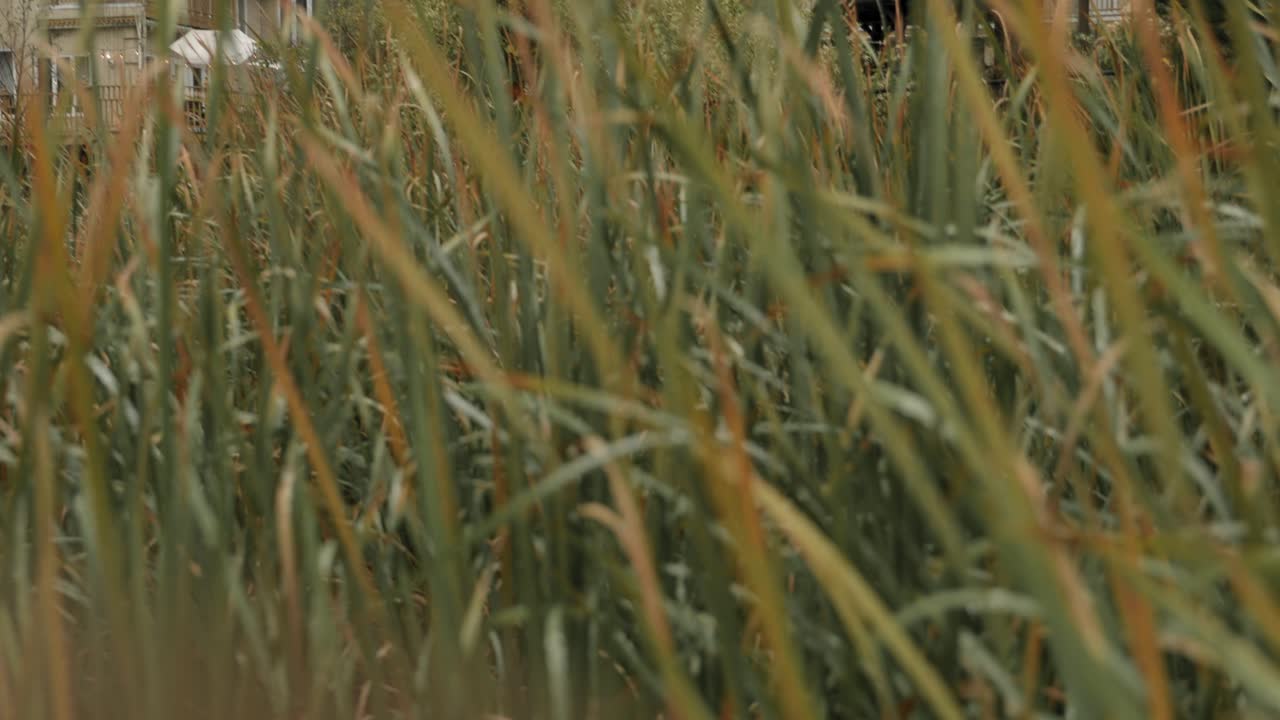 Enthüllung einer riesigen Airbnb-Villa hinter hohen Rohrkolben und Gras.