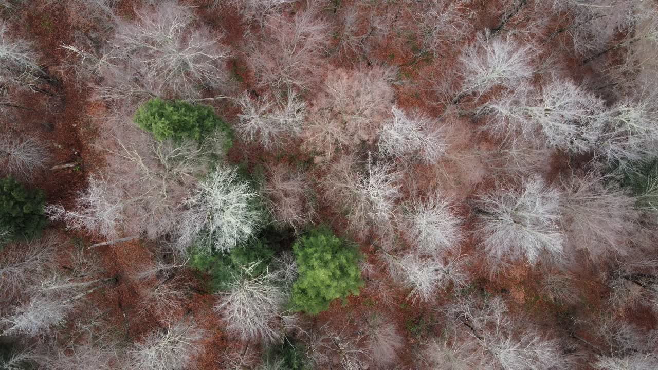 медленно летит над пологом леса, глядя вниз на верхушки голых лиственных деревьев и сосен, с листовым мусором на земле