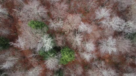 Flying-slowly-over-a-woodland-canopy,-looking-down-at-the-top-of-bare-deciduous-trees-and-pine-trees,-with-leaf-litter-on-the-ground