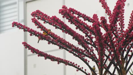 yellow birds eating red flowers 4k