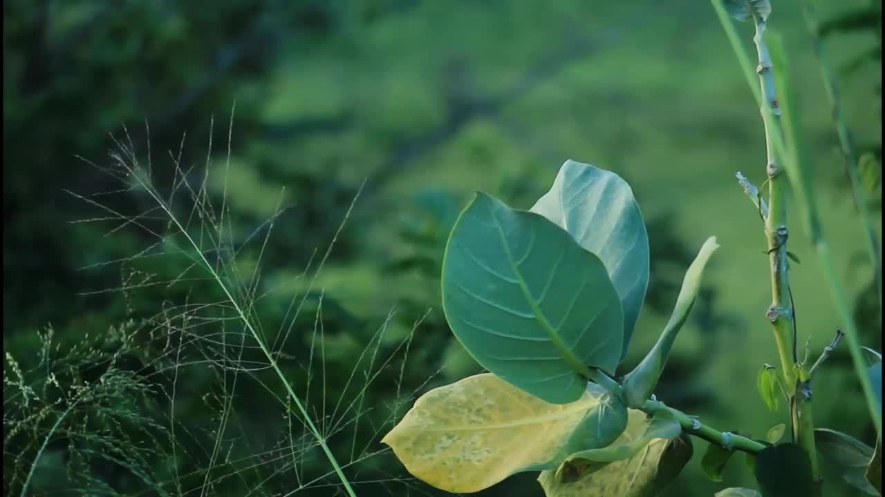 자연 환경에서의 초록색 잎