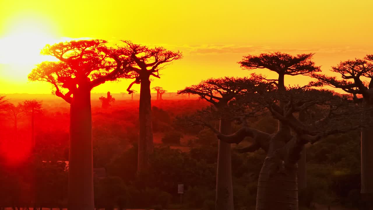 Huge baobab trees at sunset along the Avenue of the Baobabs near Morondava, Madagascar. Aerial footage capturing the vibrant sky and unique landscape of this iconic African destination. (4K)