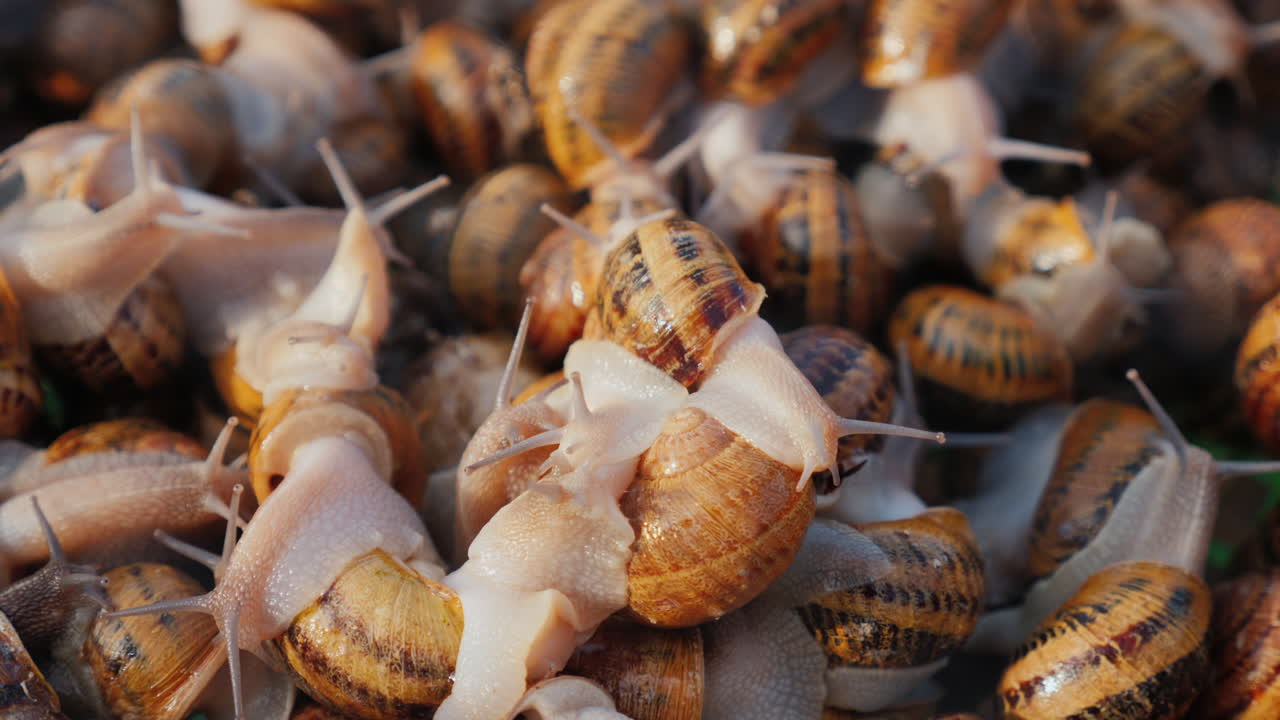 농장 쟁반에 있는 달팽이 2