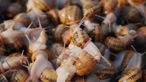 Snails in a tray on the farm 2