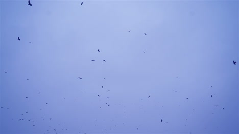 crows in flight. flock of birds in the evening.