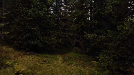 Foliage-Of-Tall-Trees-At-The-Wilderness-Of-Rauris,-Austria