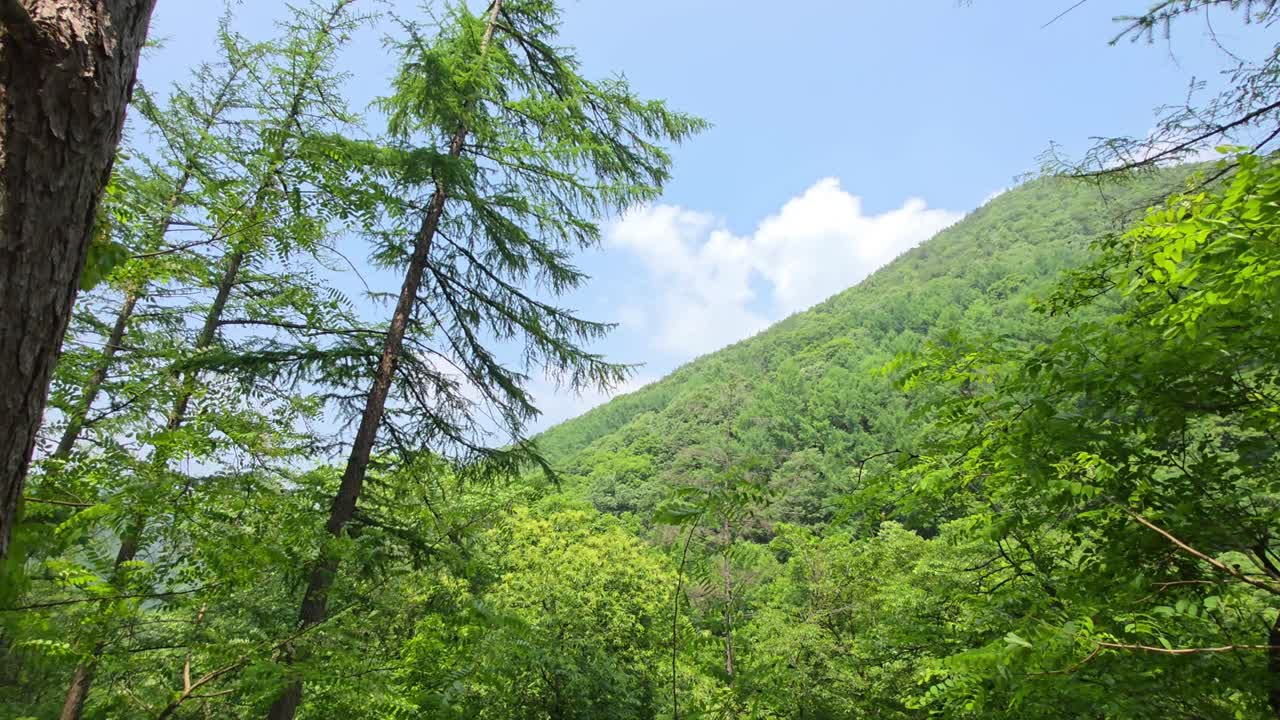 Panoramic view of vibrant green trees and mountain slopes under a blue sky at Maninsan Ecological Park, with the camera smoothly trucking right across the forest landscape