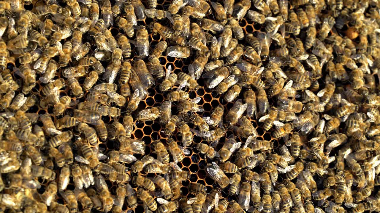 Busy bees working their hive feeding and maintaining the comb. a lot of ...