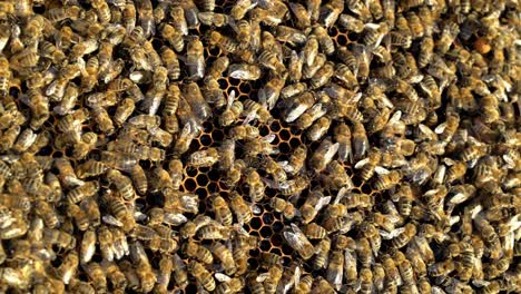 busy bees working their hive feeding and maintaining the comb. a lot of bees amassed and swarming together on surface. close-up