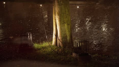 lonely tree amid raindrops falling on wet asphalt