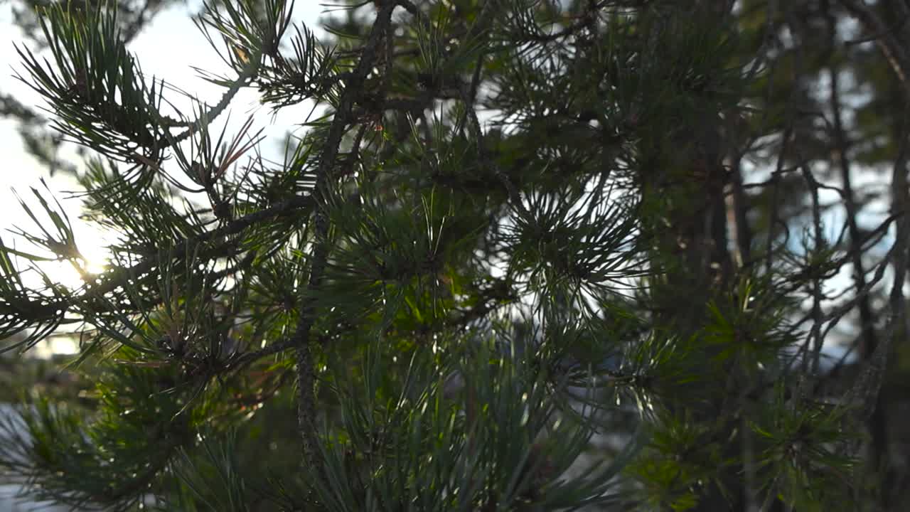 прекрасный замедленный кадр сближения или крупного плана соснового дерева, движущегося на ветру с сосновыми конусами на нем, в то время как солнце светит через сосновые иглы, а камера перемещается слева направо. солнечный зимний день.
