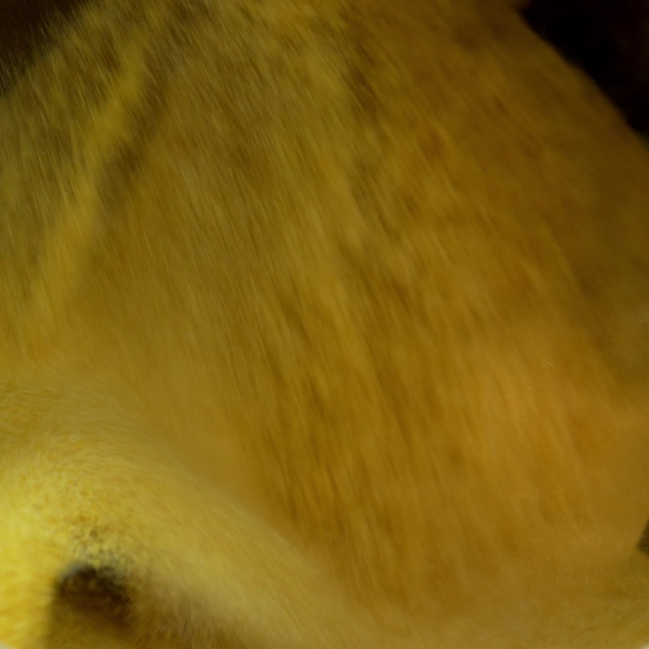 Yellow grinded corn being mixed in large rotating tank. Preparation of substance for sweet snacks manufacturing
