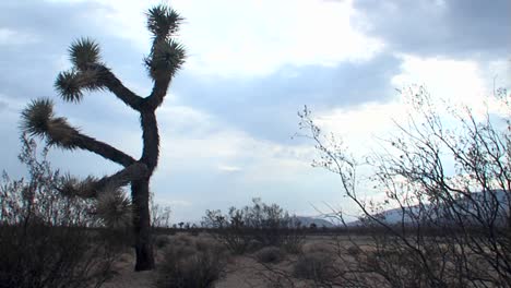 Un-árbol-De-Yuca-Se-Alza-Contra-El-Sol-Del-Desierto