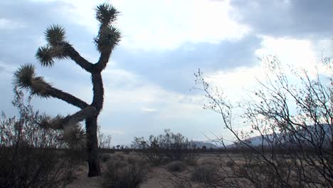 A yucca tree stands against the desert sun