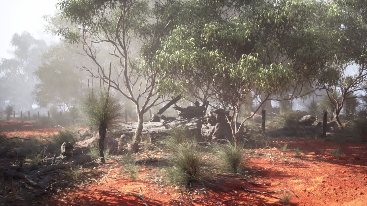 bosque nebuloso en el interior de australia