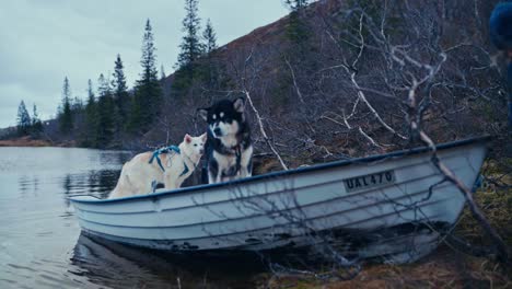 man and his alaskan malamute dogs in a boat in åfjord, norway - wide shot