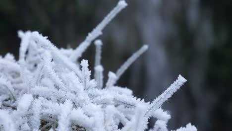 Spruce-branches-frost-covered-by-snow,-Waterfall-stream-background,-Close-up