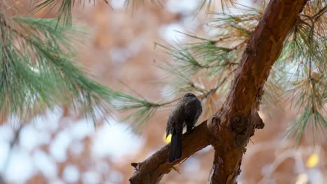 silhouette of brown-eared bulbul perched on pine branch - low angle slow motion