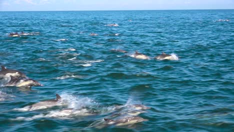 miles de delfines migran en una manada masiva a través del parque nacional de las islas del canal 3