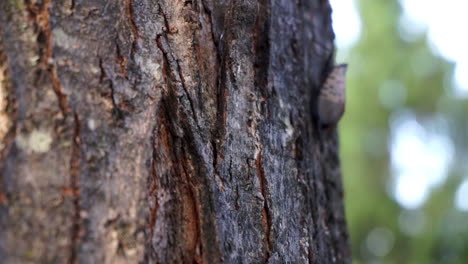 spotted lantern fly rests on tree trunk, then crawls away