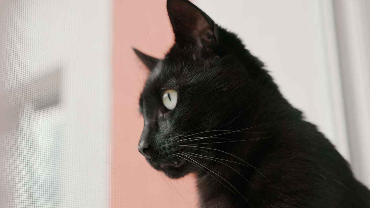 Profile of a Black Cat - Close Up