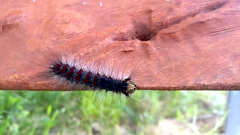 Riesige-Schwammspinnerraupe,-Die-Auf-Einem-Stück-Holz-Kriecht-Teil2