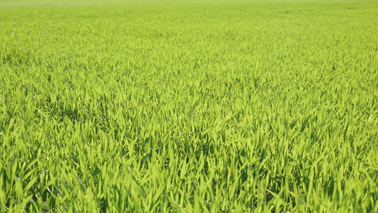 The wind gently blows through the meadow grass, low angle handheld