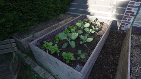 growing cabbage and lettuce in raised garden beds