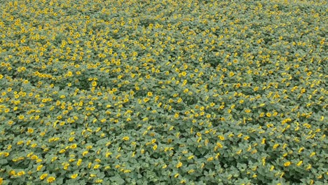 Aerial-views-of-a-sunflower-field-in-central-catalonia,-Spain