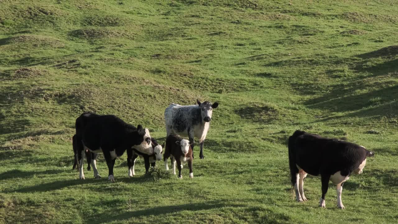 Cattle walking in later afternoon winter sun.