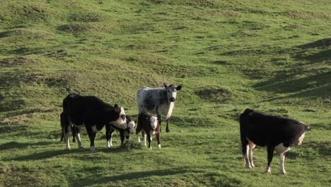 cattle walking in later afternoon winter sun.