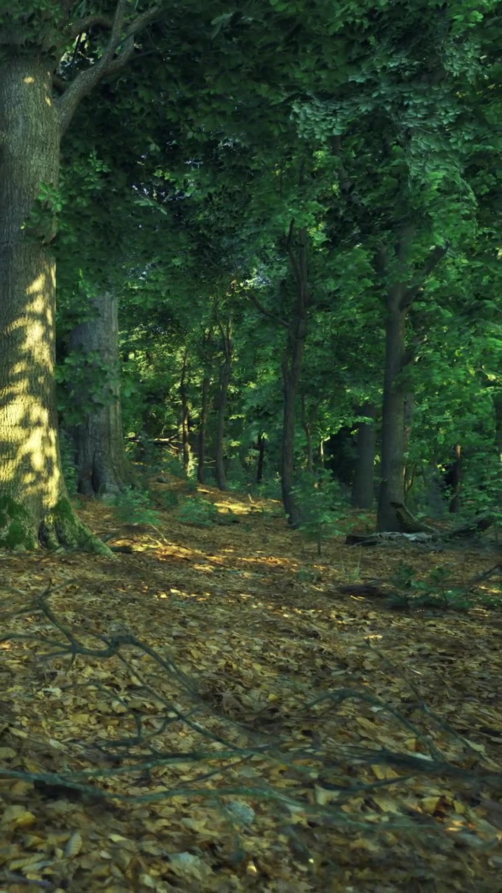 Luce solare che filtra attraverso gli alberi su un sentiero in una foresta durante il giorno.