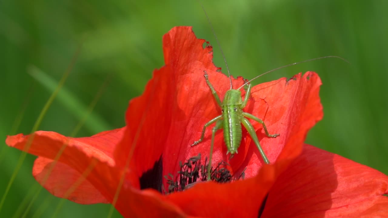 foto macro de un gran grillo de arbusto verde descansando sobre una hoja de flor de tulipán rojo a la luz del sol