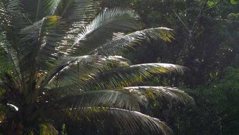 Palm-tree-blows-in-the-wind-during-a-light-rain-storm-with-the-sun-still-shining
