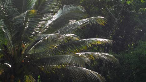 palm tree blows in the wind during a light rain storm with the sun still shining