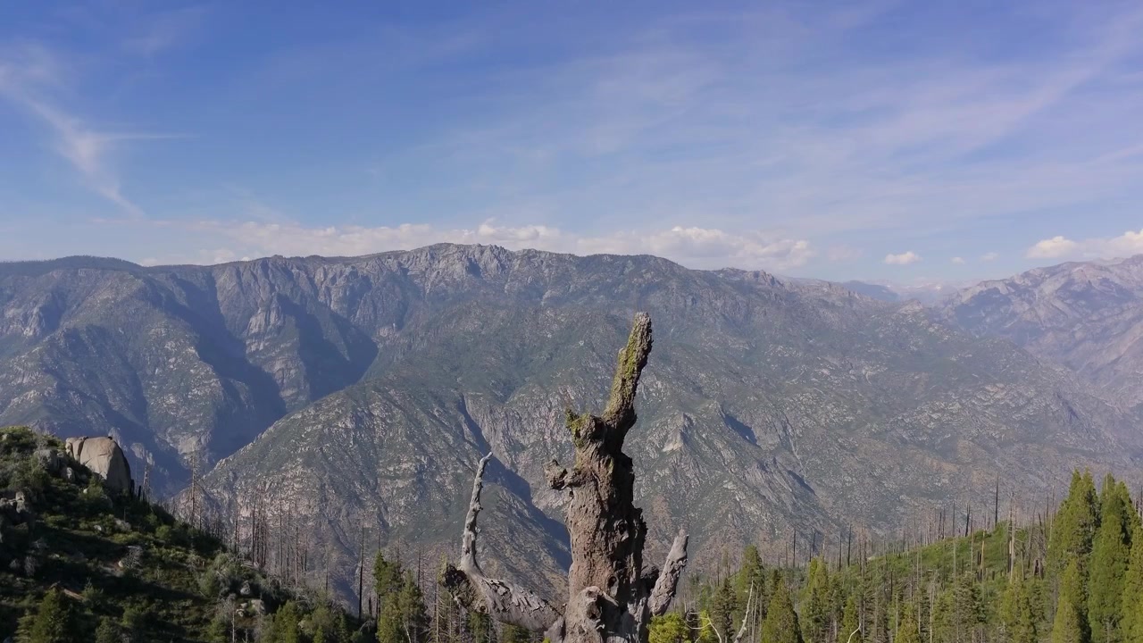 Filmato aereo con drone che si muove attraverso i rami superiori e il fogliame verde di una sequoia gigante, rivelando una fitta crescita della chioma e rami robusti vicino al Parco Nazionale di Sequoia e Kings Canyon, California.