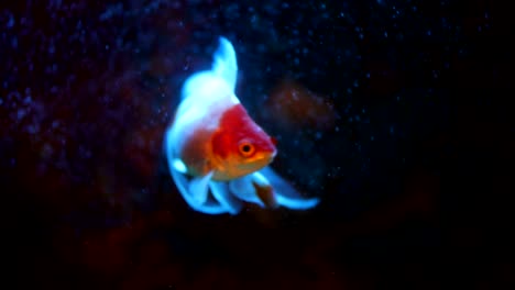 oranda goldfish floats in an aquarium