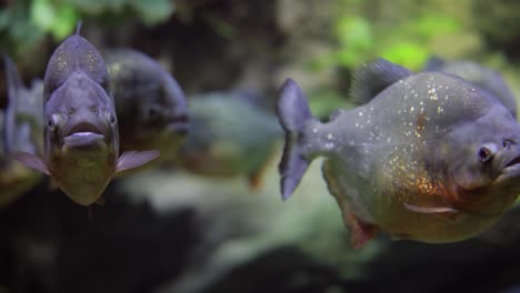 piranha - colossoma macropomum